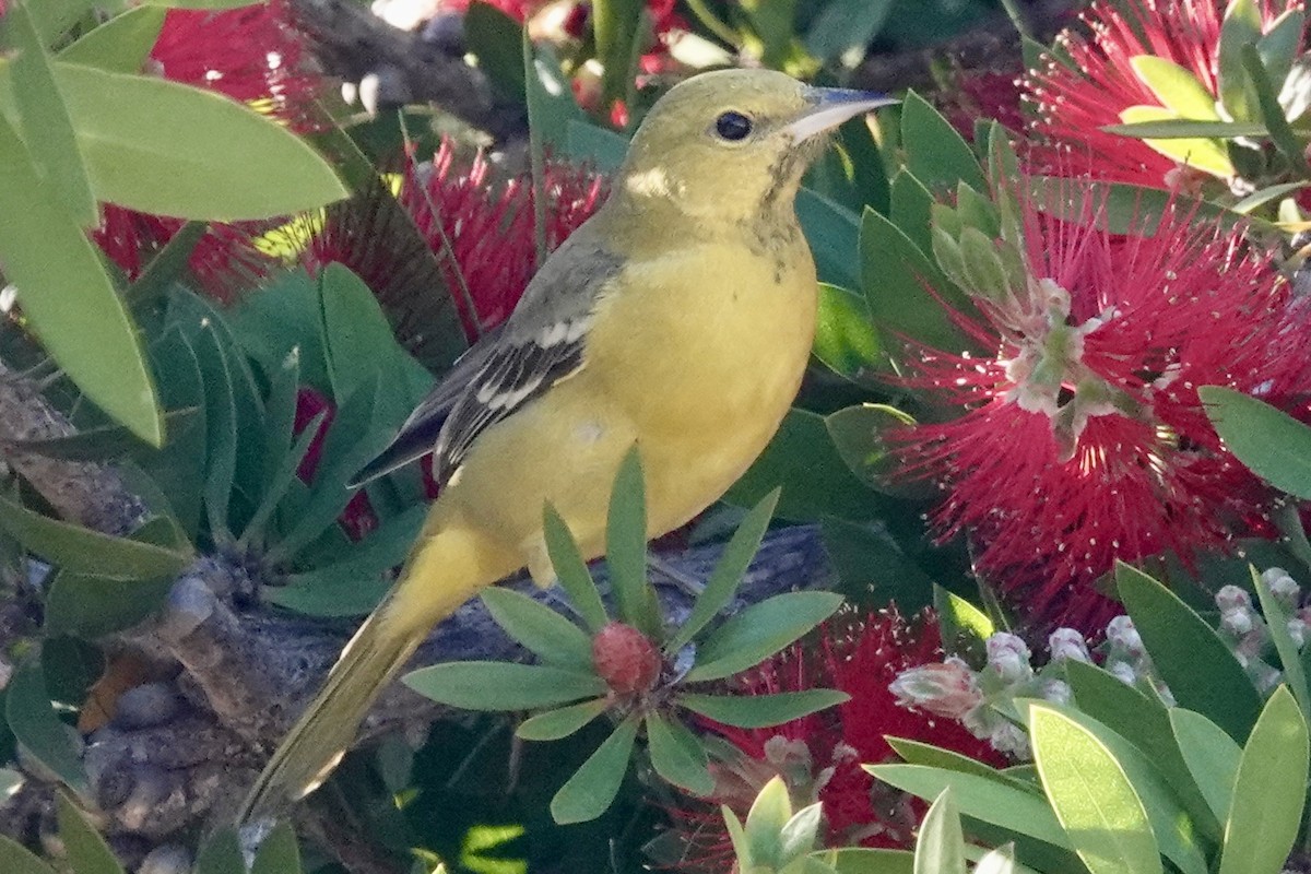 Orchard Oriole - ML614645688