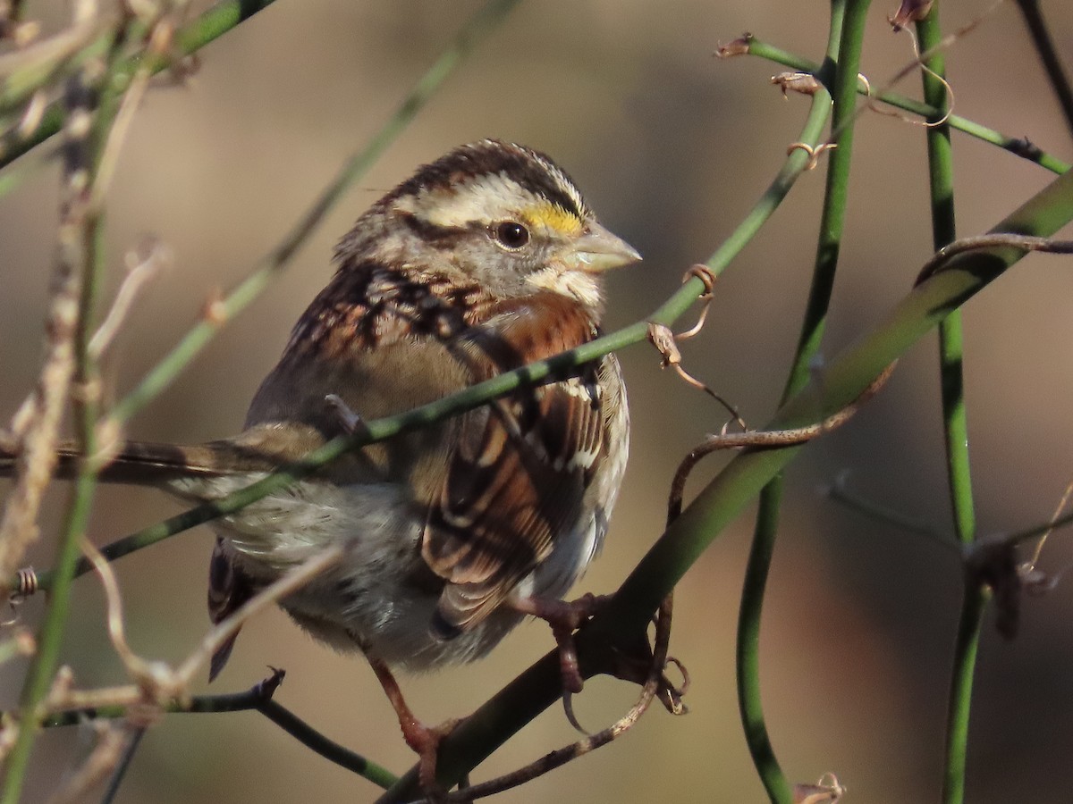 White-throated Sparrow - ML614645724