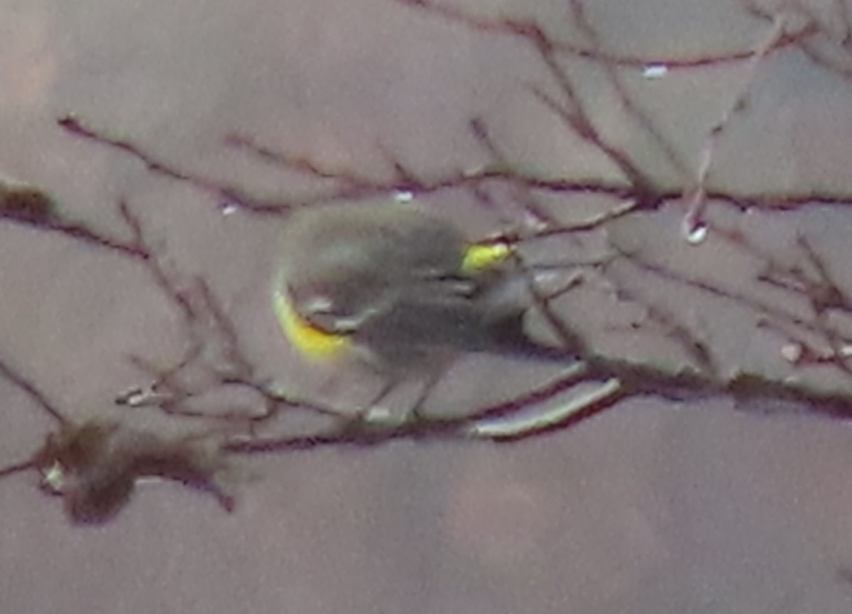 Yellow-rumped Warbler - ML614645868