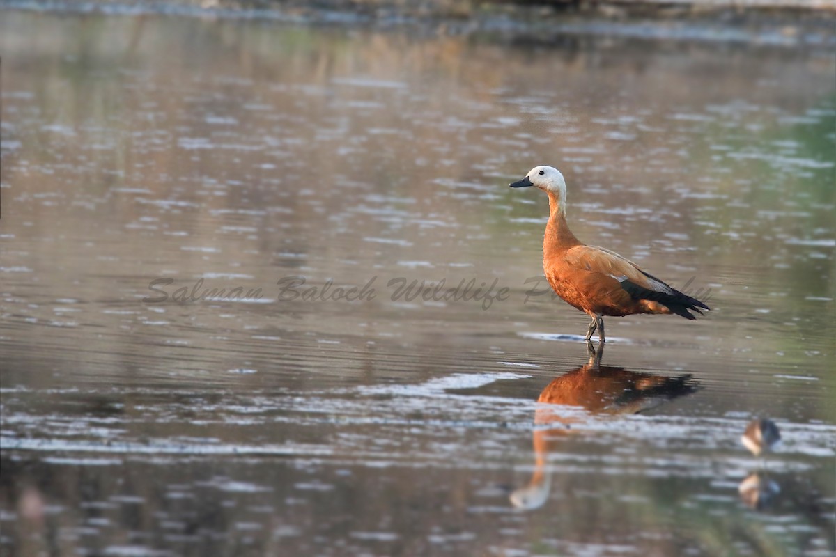 Ruddy Shelduck - ML614645875