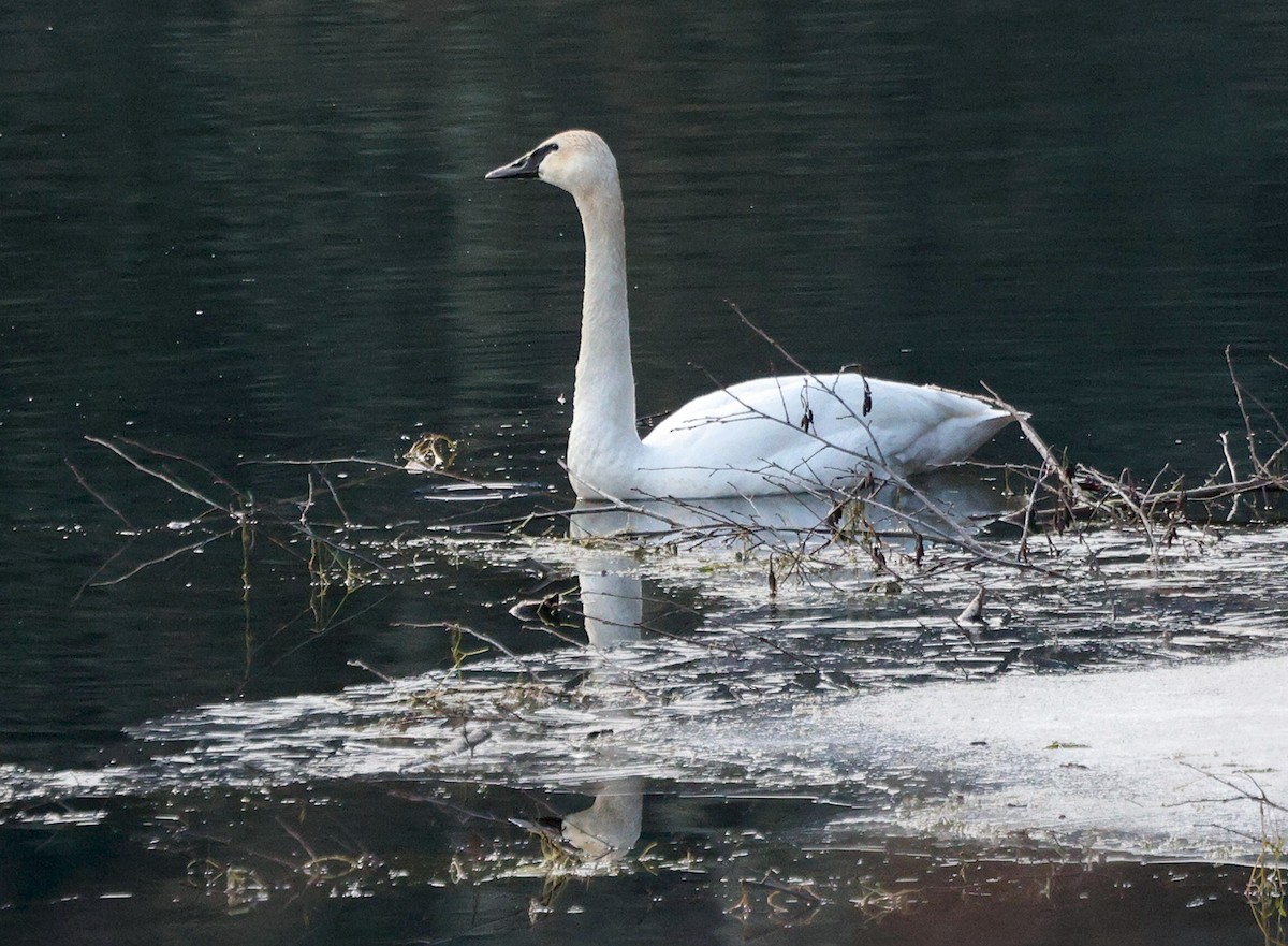 Trumpeter Swan - ML614645886