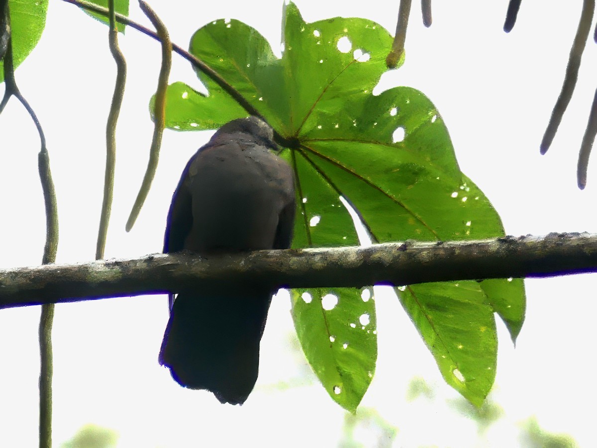 Pigeon de Goodson - ML614645894