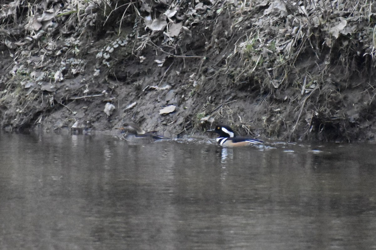 Hooded Merganser - ML614645931