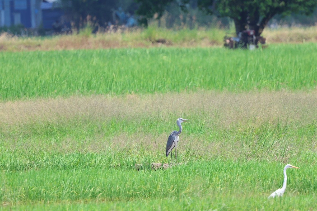 Gray Heron - ML614645972