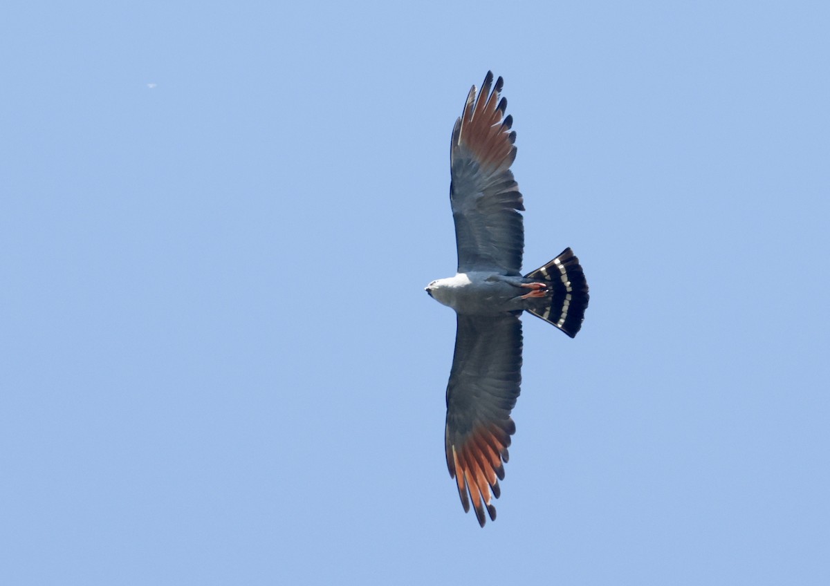 Plumbeous Kite - Garret Skead