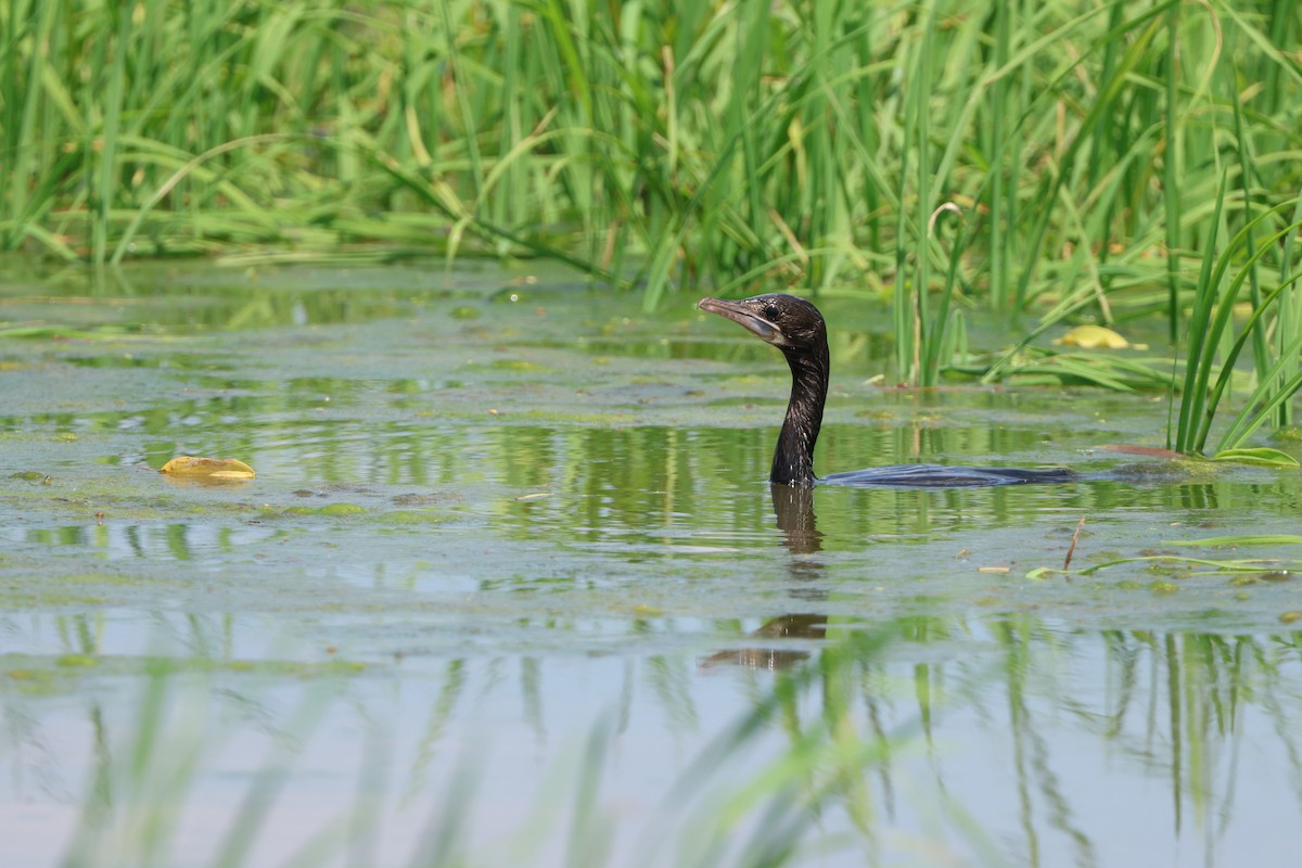 Cormorán de Java - ML614645989