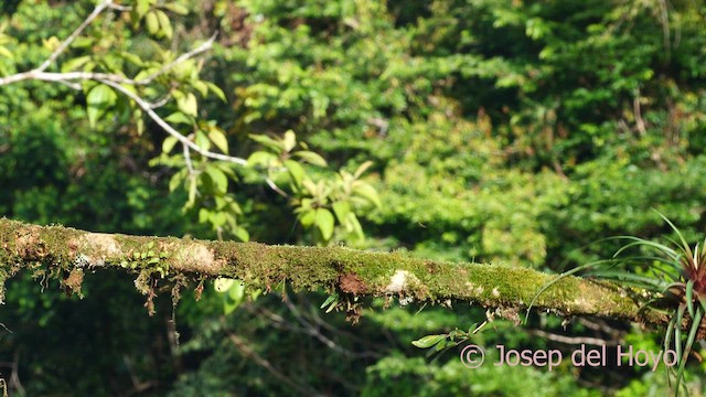 Toucan à carène - ML614645994