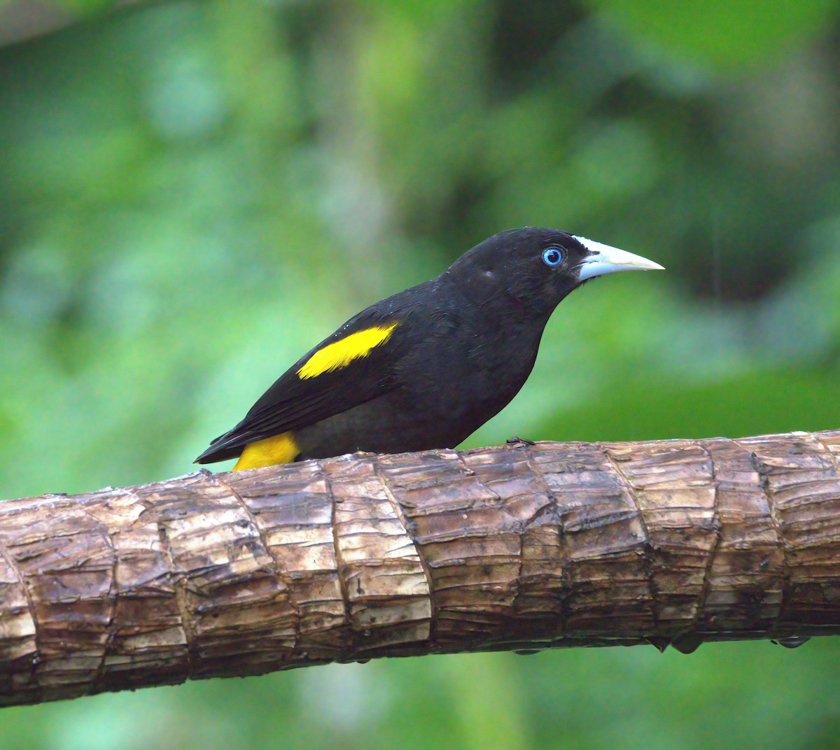 Yellow-rumped Cacique - ML614646000