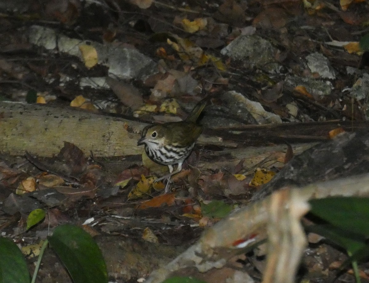 Ovenbird - Mark Phinney