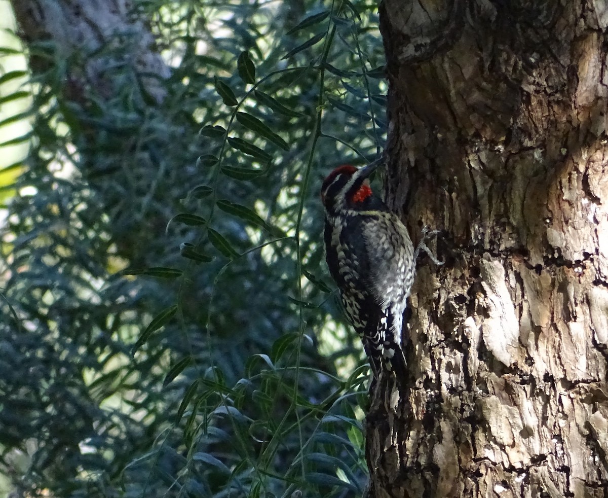 Red-naped Sapsucker - ML614646094