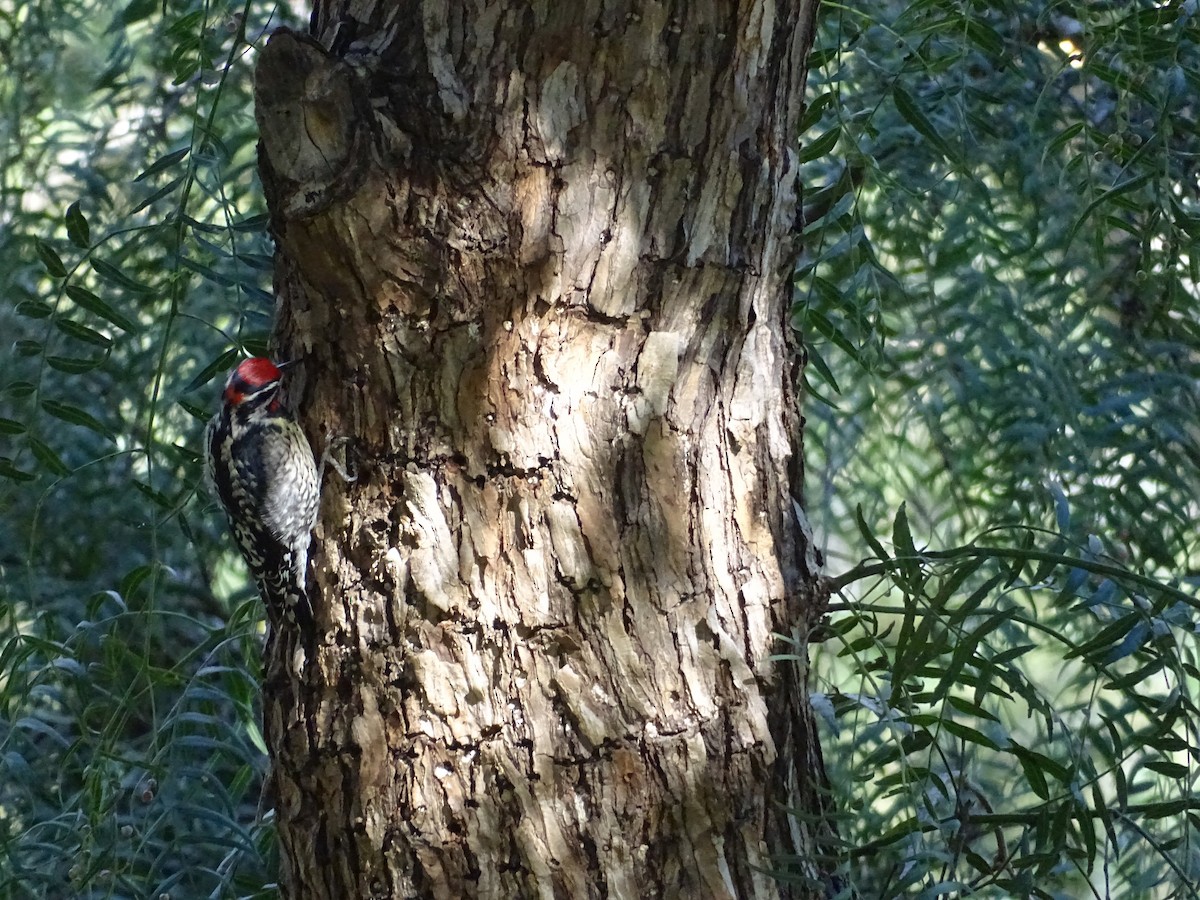 Red-naped Sapsucker - ML614646096