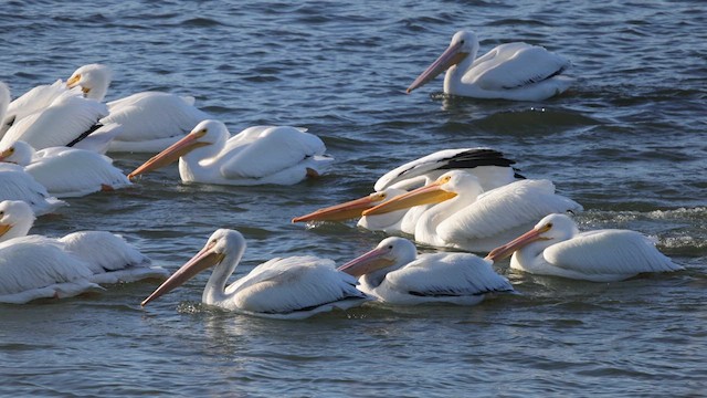 American White Pelican - ML614646135