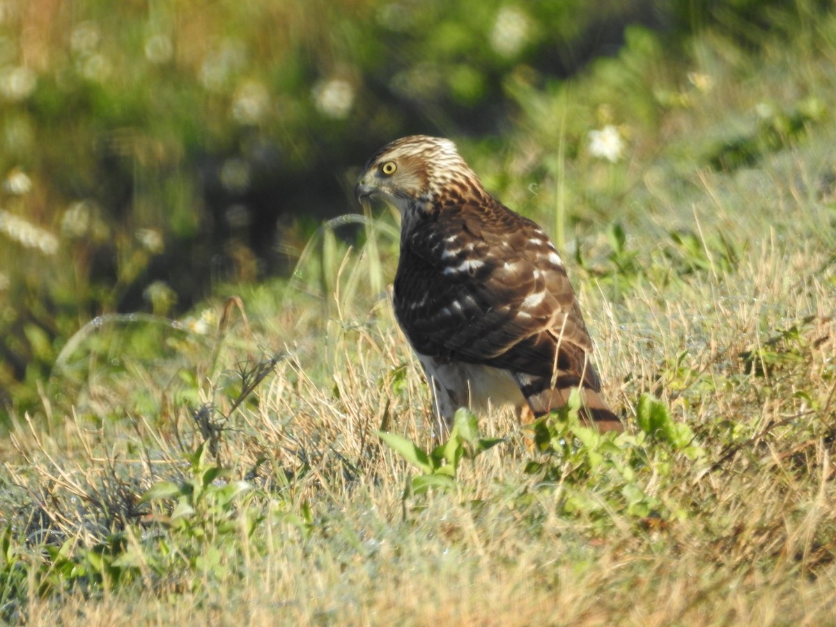 Cooper's Hawk - ML614646138