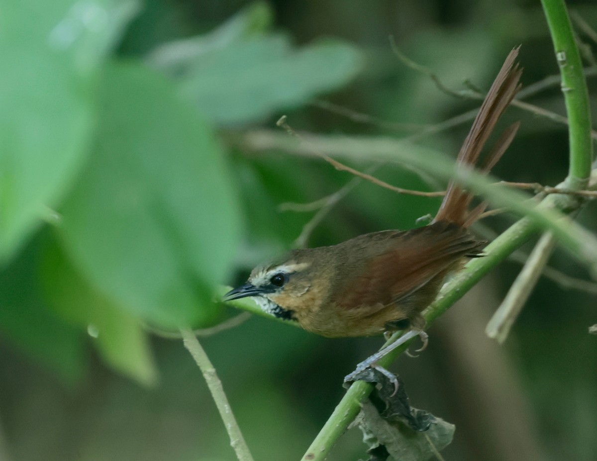 Ochre-cheeked Spinetail - Garret Skead