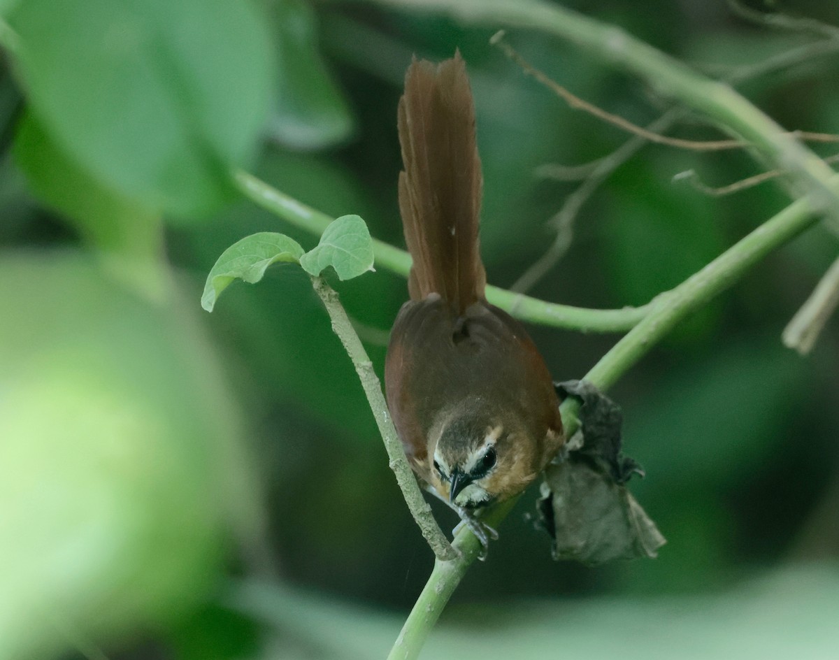 Ochre-cheeked Spinetail - ML614646152