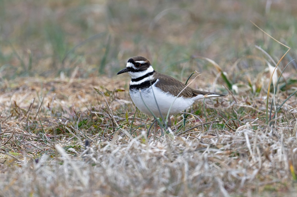 Killdeer - ML614646170