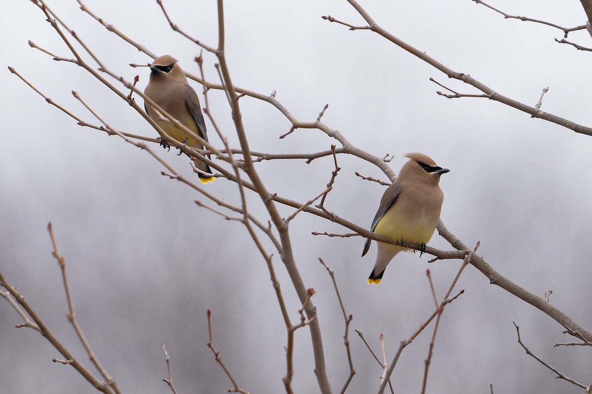 Cedar Waxwing - ML614646192