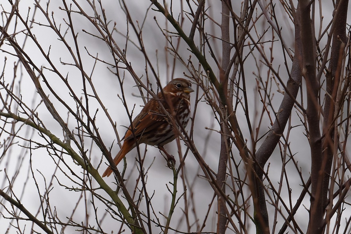 revespurv - ML614646202