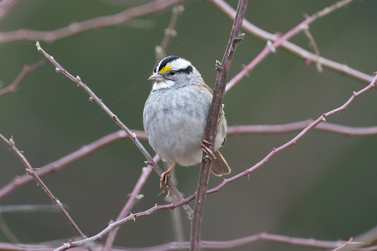 White-throated Sparrow - ML614646210
