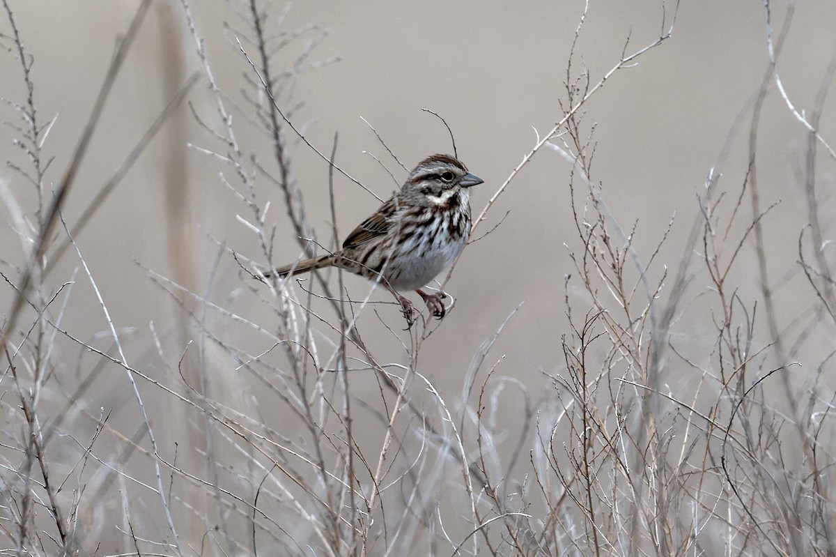 sangspurv - ML614646219