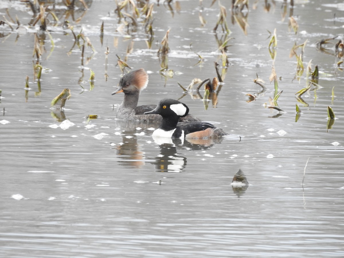 Hooded Merganser - ML614646230