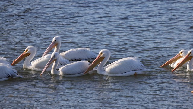 American White Pelican - ML614646242