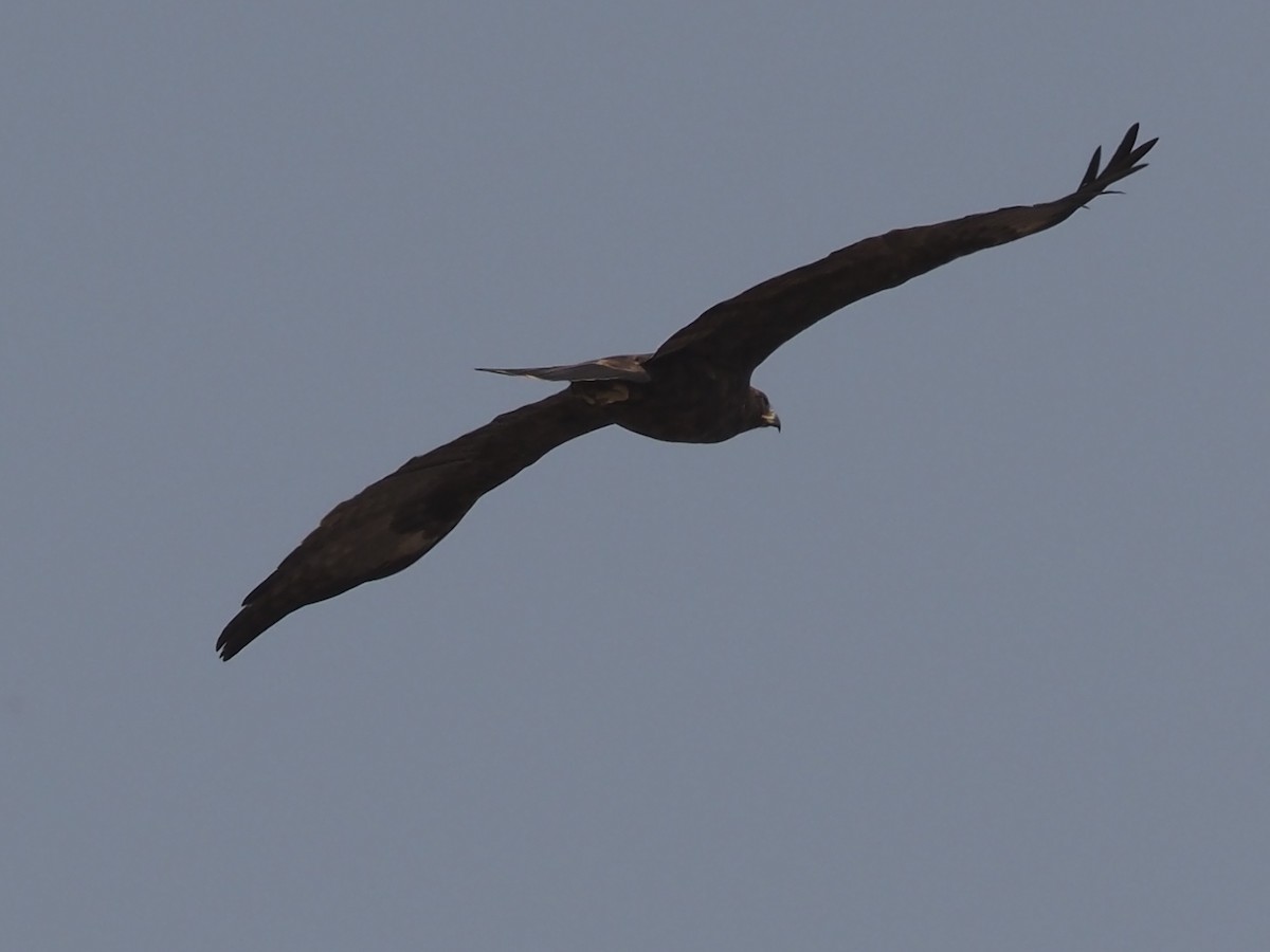 Tawny Eagle - Guillermo Parral Aguilar