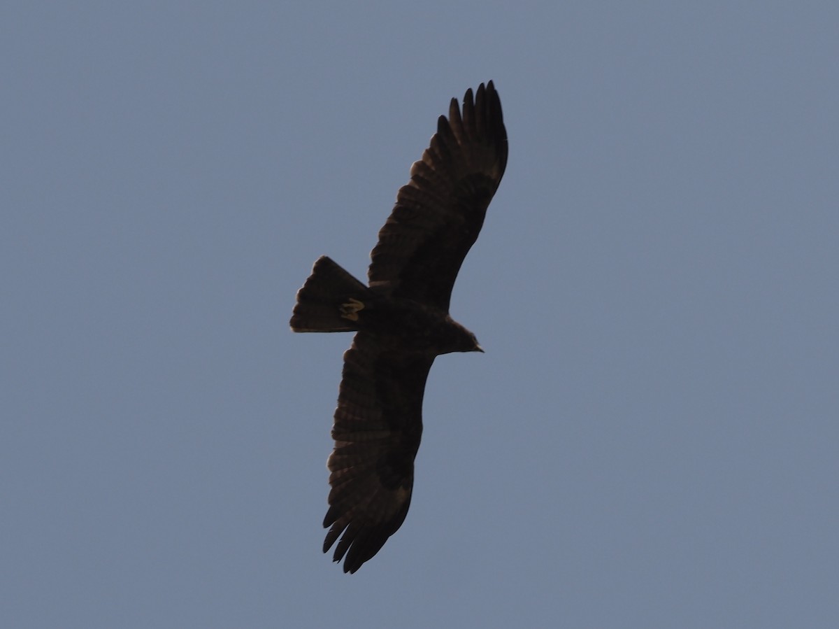 Tawny Eagle - Guillermo Parral Aguilar