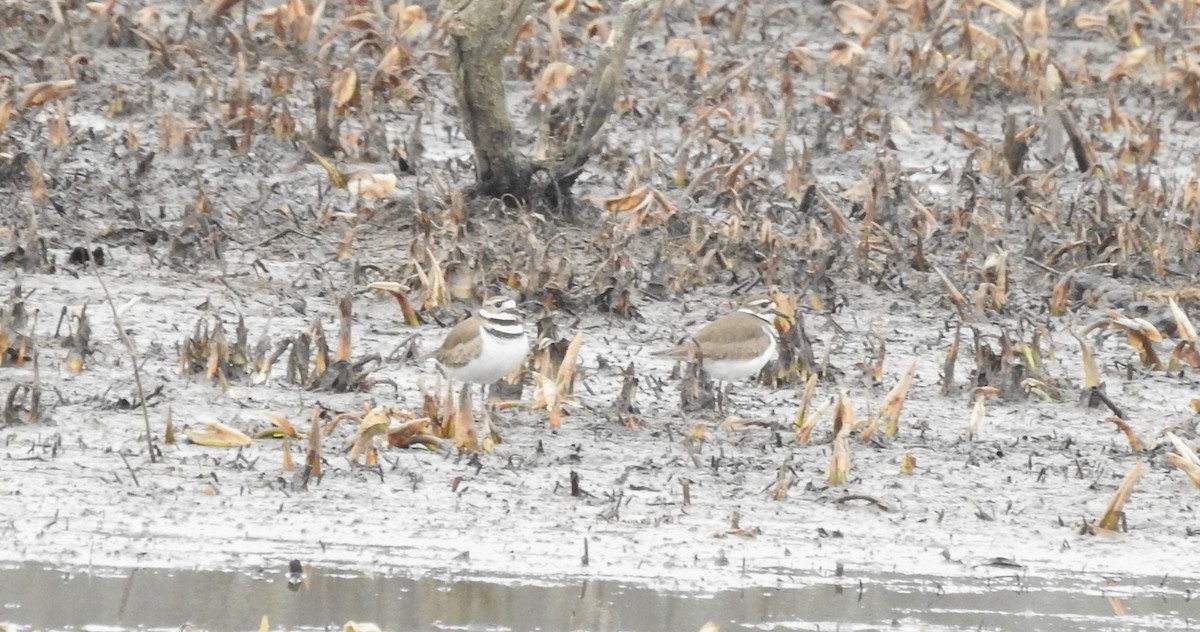 Killdeer - ML614646298