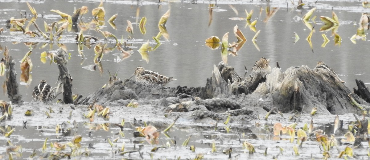 Wilson's Snipe - ML614646310