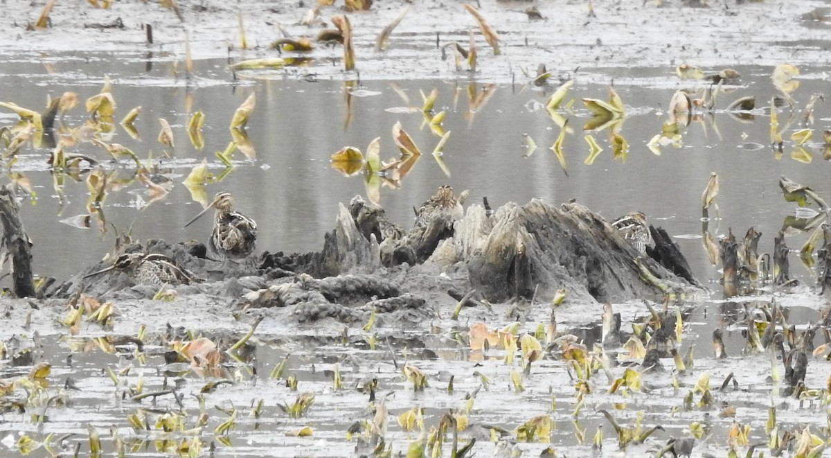 Wilson's Snipe - ML614646311