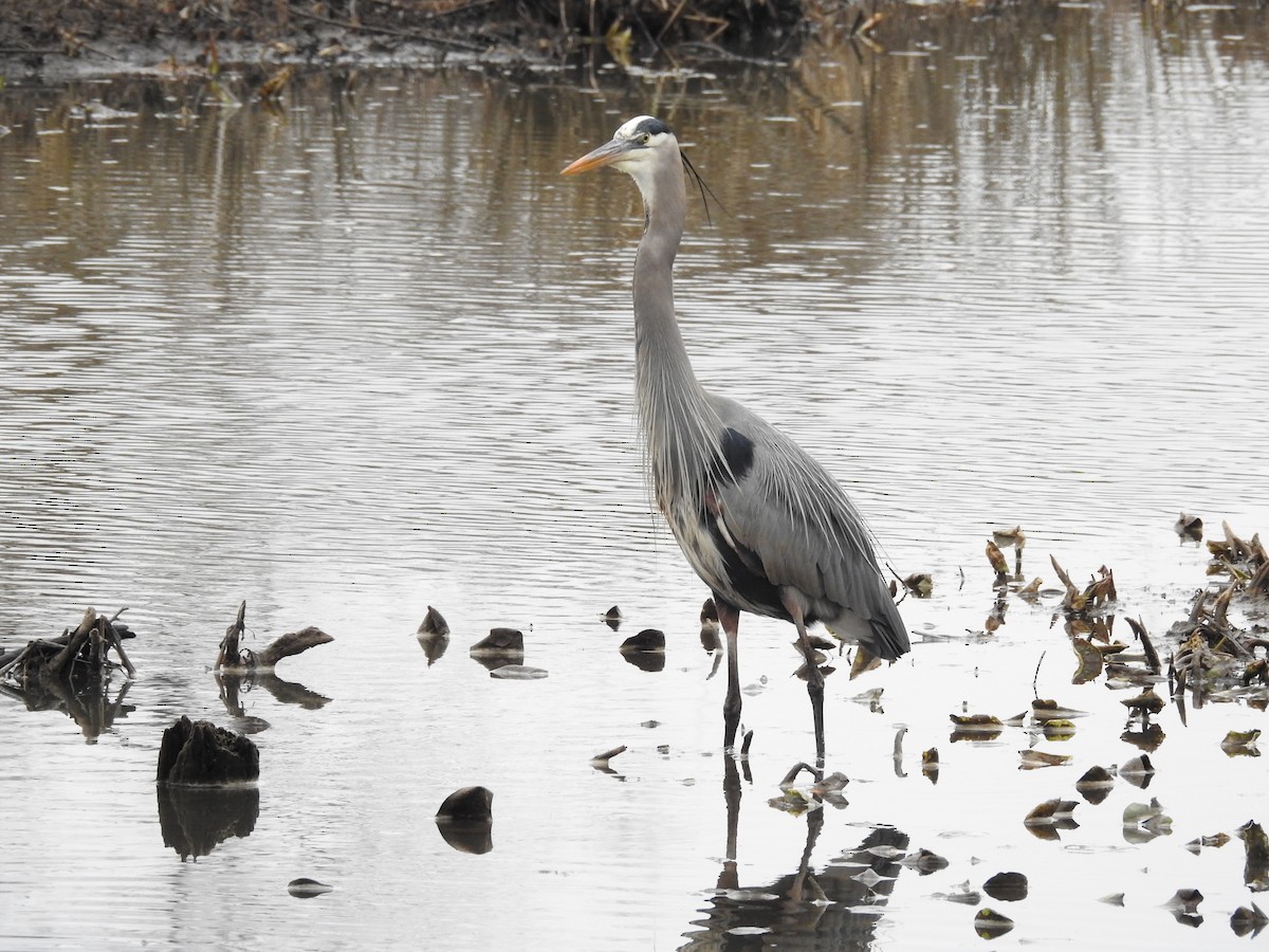 Great Blue Heron - ML614646320