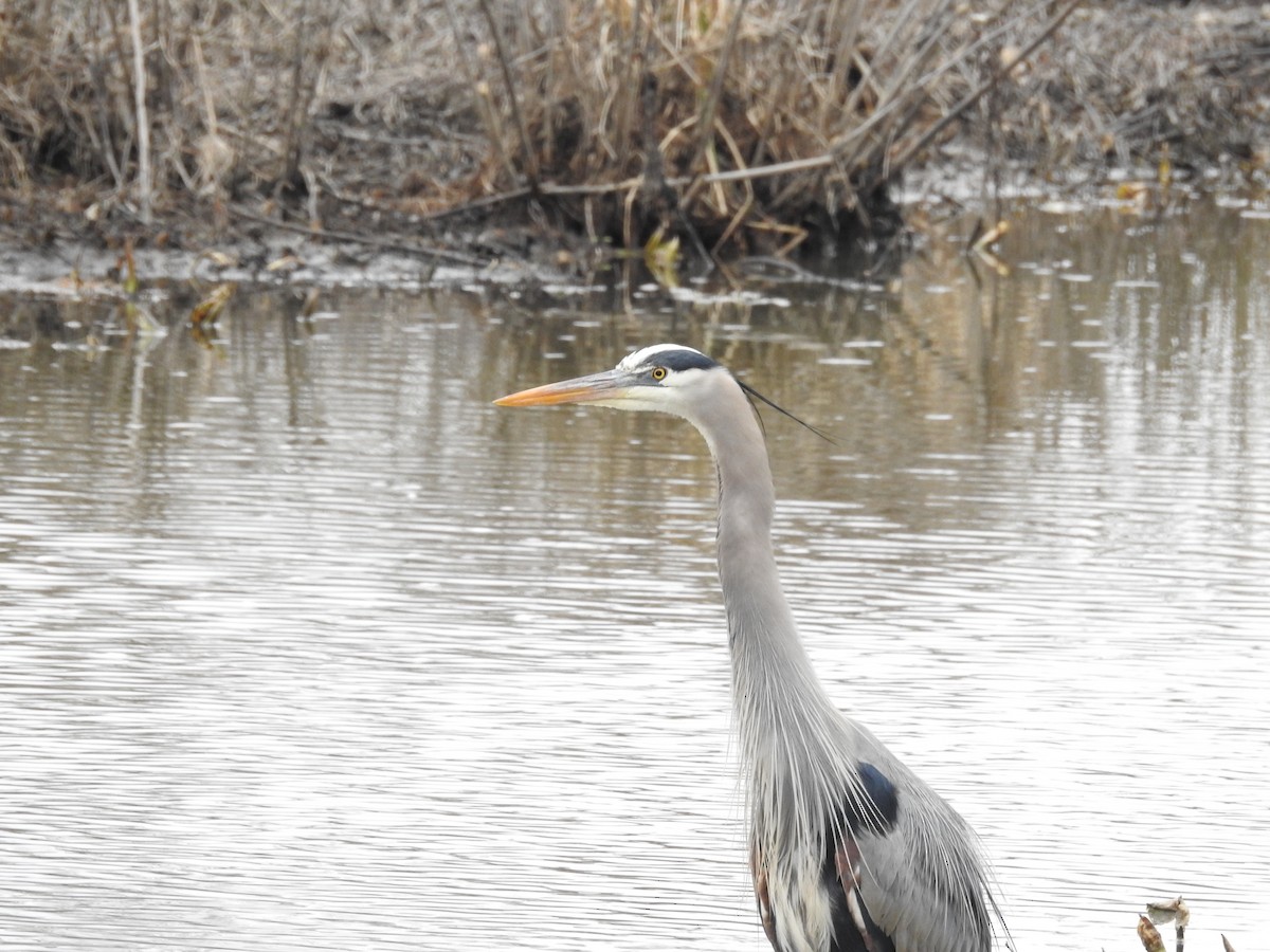 Great Blue Heron - ML614646321