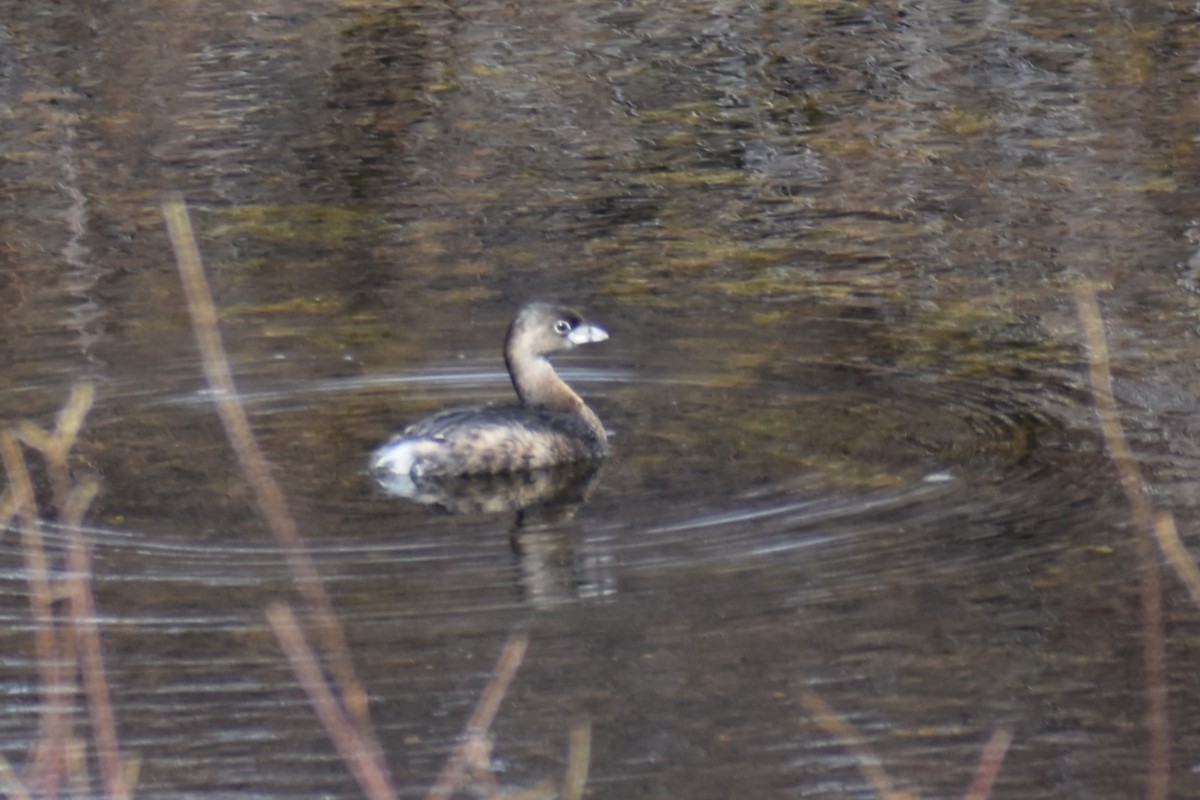 Pied-billed Grebe - Jason Leduc