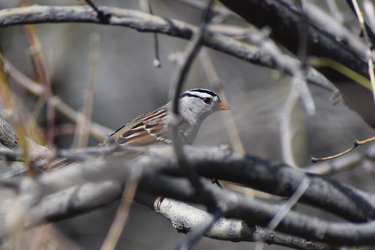 White-crowned Sparrow - Jason Leduc