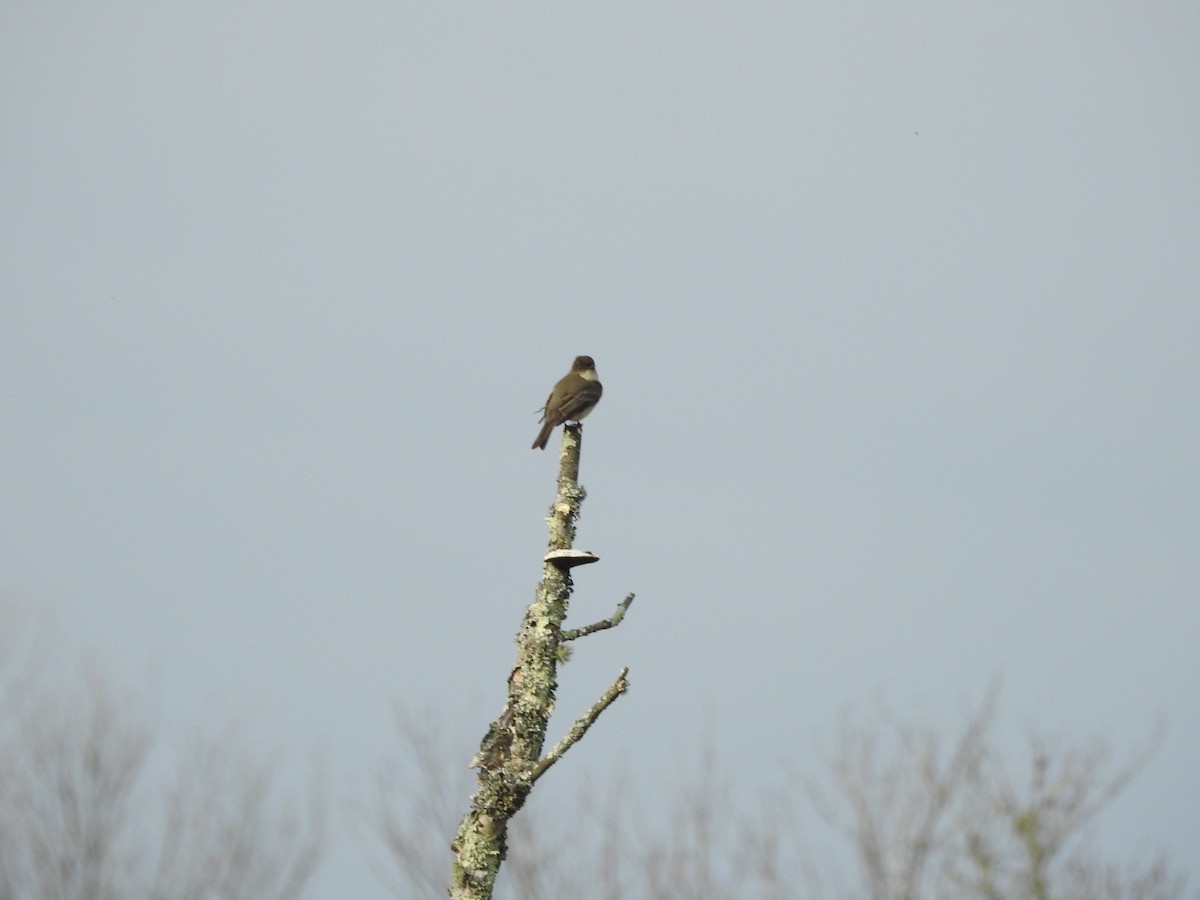 Eastern Phoebe - ML614646348