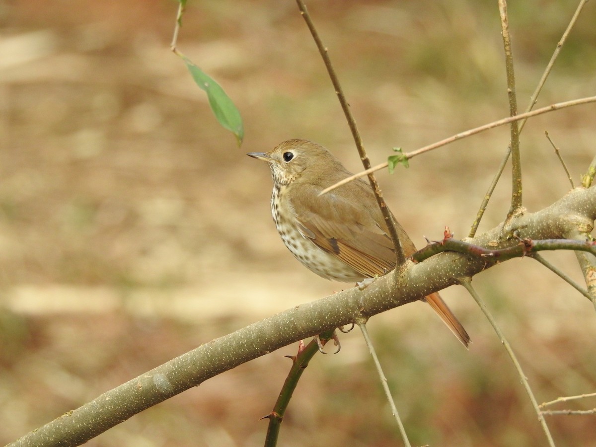 Hermit Thrush - ML614646357