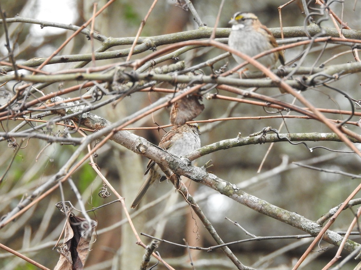 White-throated Sparrow - ML614646361