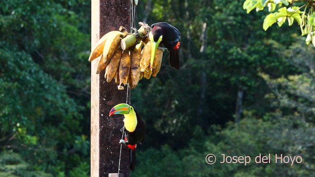 Keel-billed Toucan - ML614646396