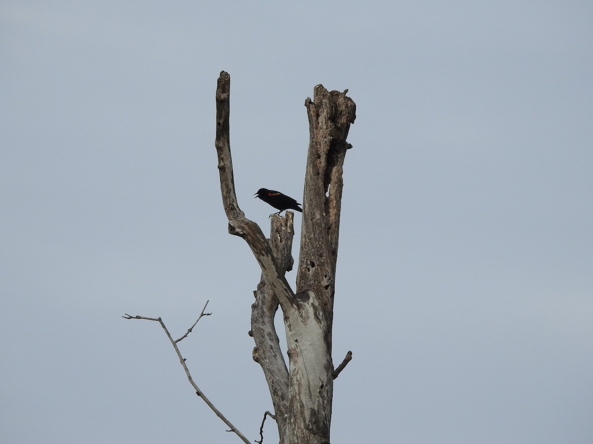Red-winged Blackbird - ML614646471