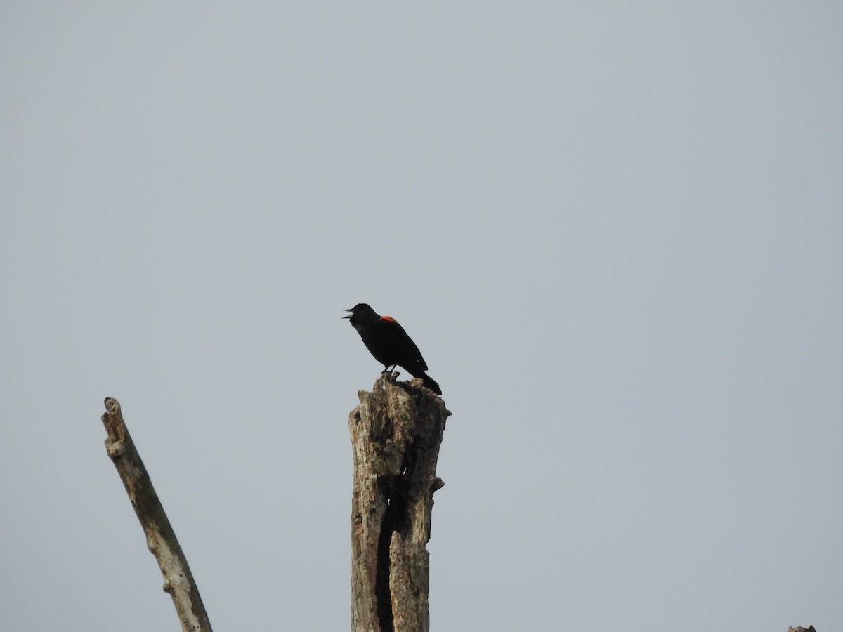 Red-winged Blackbird - ML614646472