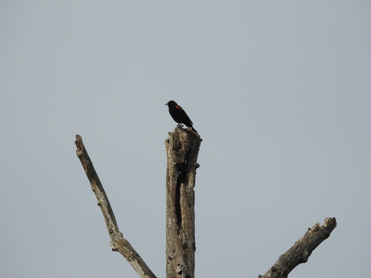 Red-winged Blackbird - ML614646473