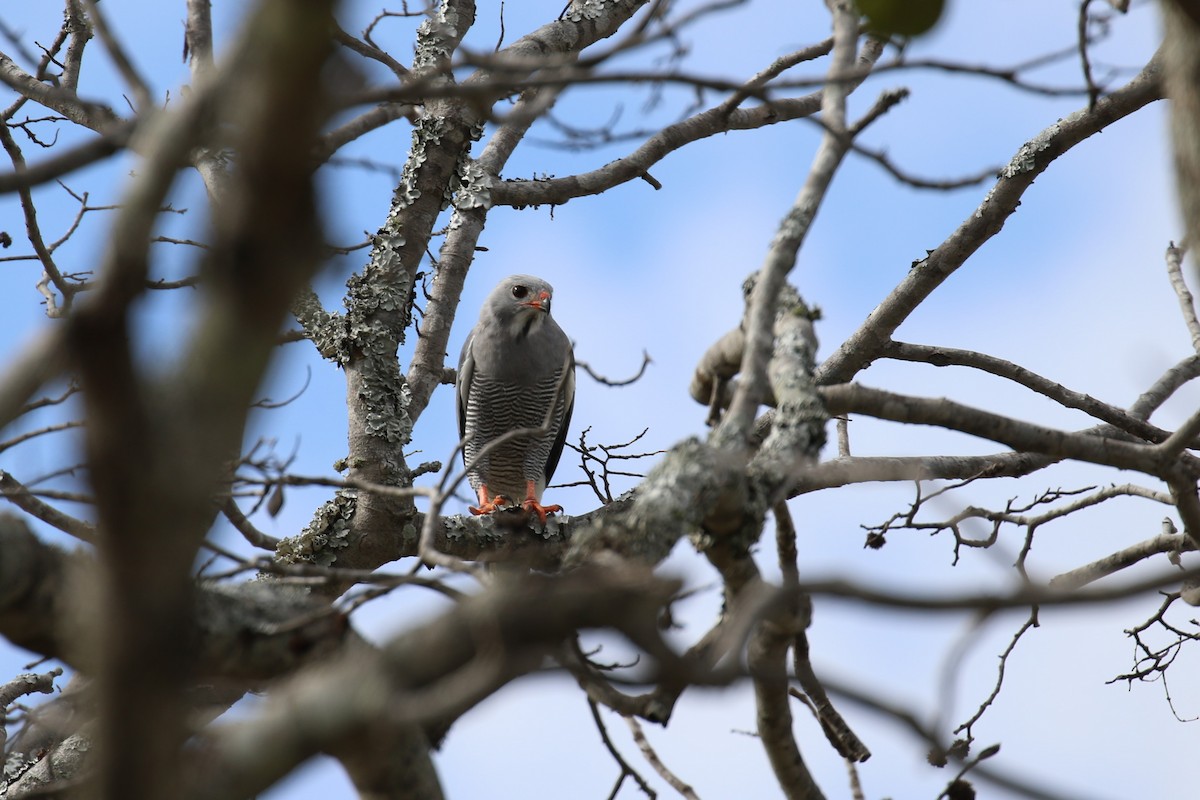 Lizard Buzzard - ML614646534