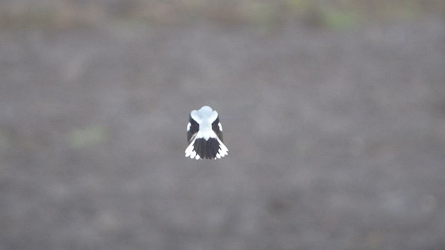 Great Gray Shrike - ML614646562