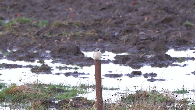 Great Gray Shrike - ML614646571