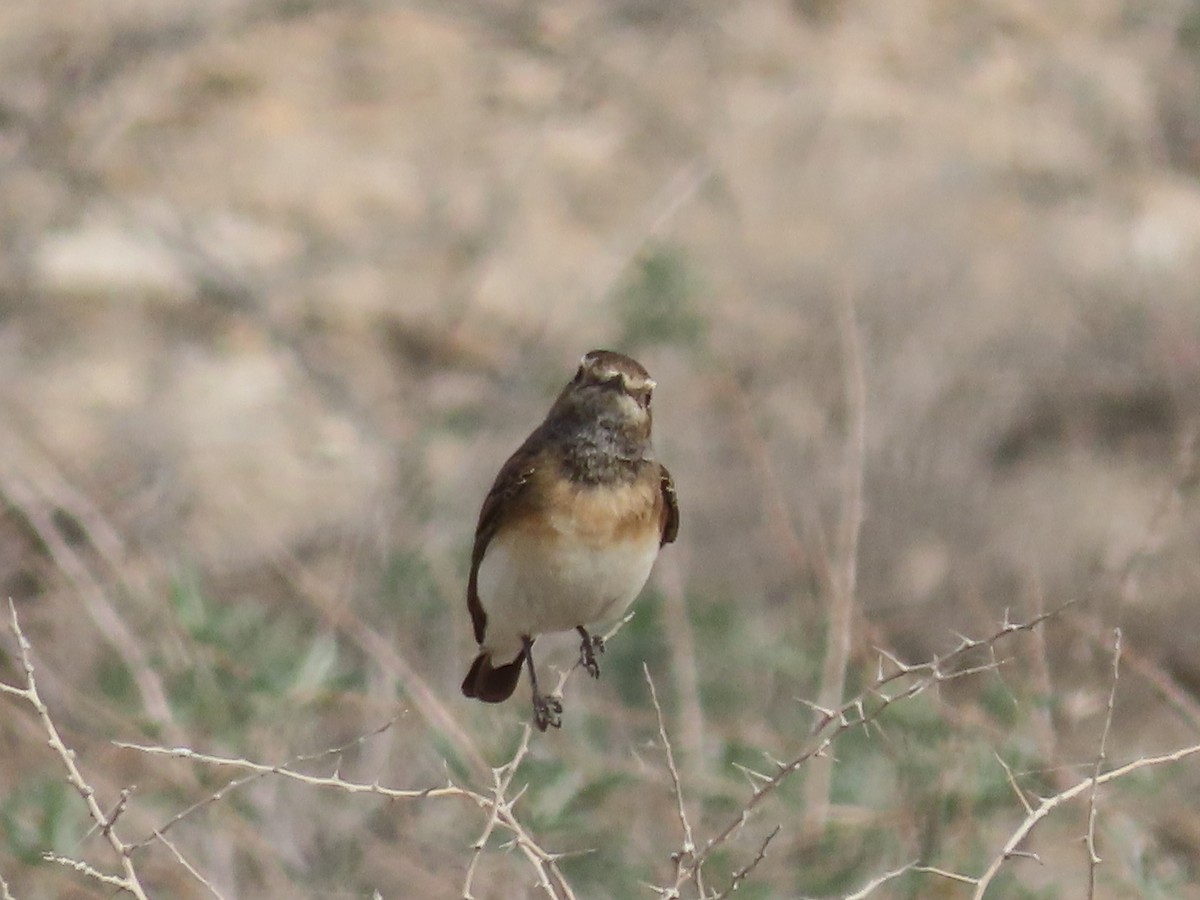 Pied Wheatear - ML614646678