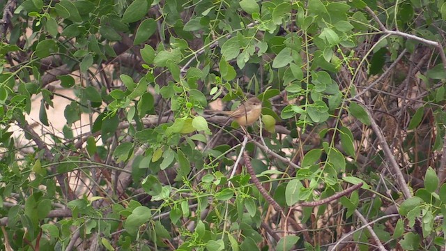 Prinia Sencilla - ML614646732