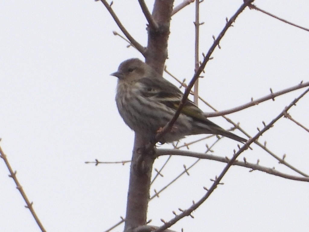Pine Siskin - ML614646769