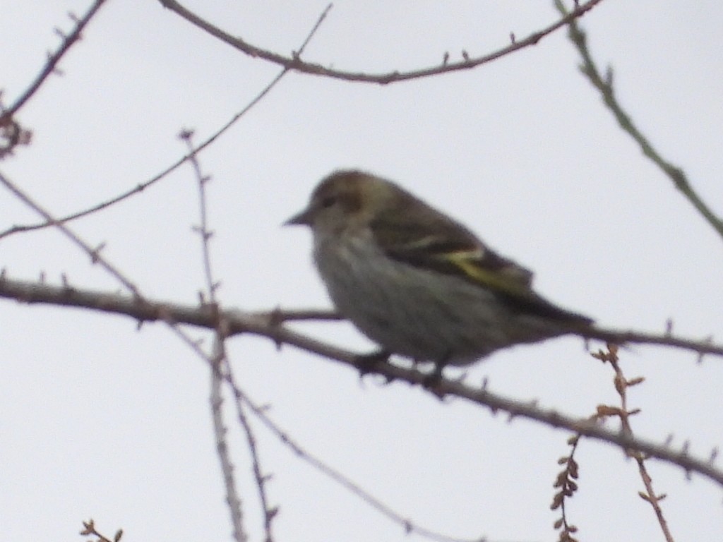 Pine Siskin - ML614646770