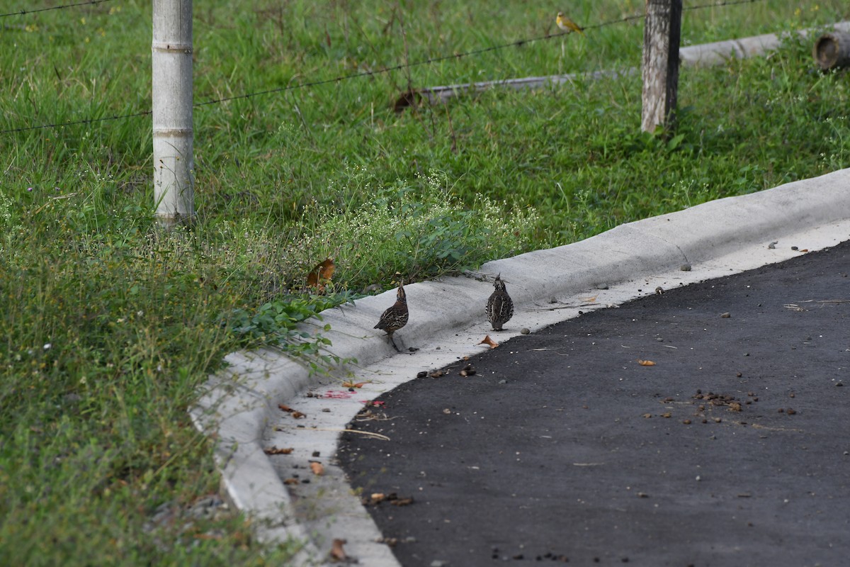 Crested Bobwhite - ML614646782